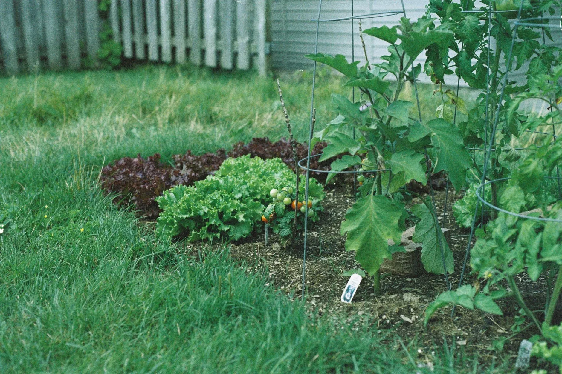 Backyard garden bed with tall tomato plants on trellis at far end, medium leafy greens in center, and short lettuce plants in foreground.