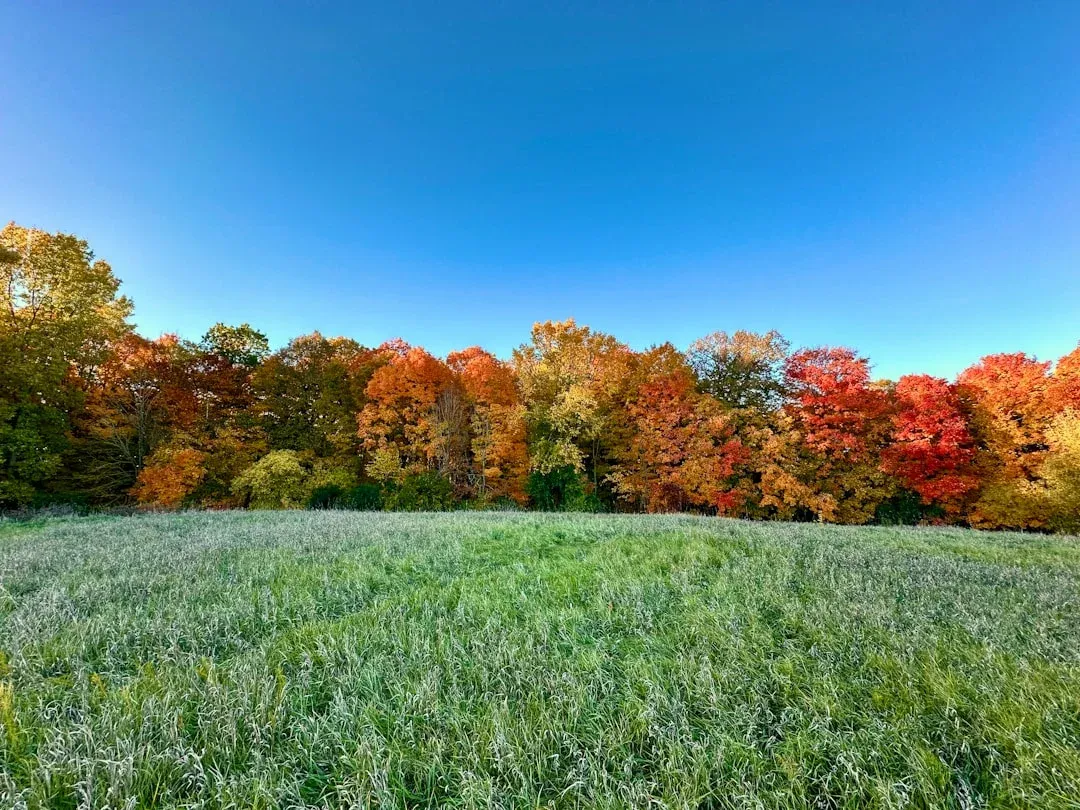Frost-covered green field stretches toward a tree line displaying vibrant autumn foliage in shades of red, orange, and gold under clear blue sky.