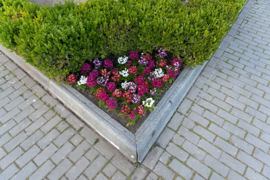 Overhead view of a rectangular raised garden bed with green boxwood hedge backing and vibrant magenta, pink, and white flowering plants in dark soil.