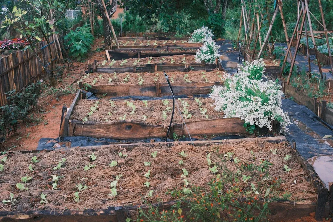 Raised garden beds with wooden frames filled with mulch and seedlings, featuring a white flowering plant and drip irrigation system.