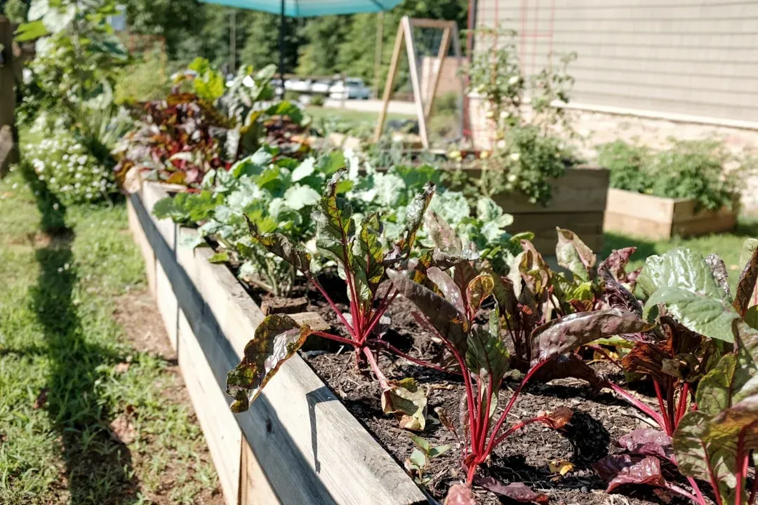 Raised garden bed with red-stemmed chard and leafy greens growing in dark soil alongside wooden trellises and additional planting containers.