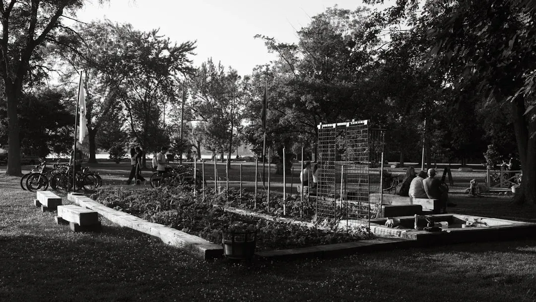 Black and white photograph of a community garden with raised beds on legs, benches for seated gardeners, and tall trellis structures supporting climbing plants.