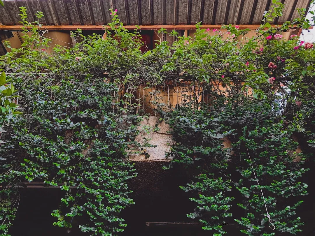 Dense climbing vines with pink flowers cascade over a wooden pergola structure attached to a weathered terracotta-colored building wall.