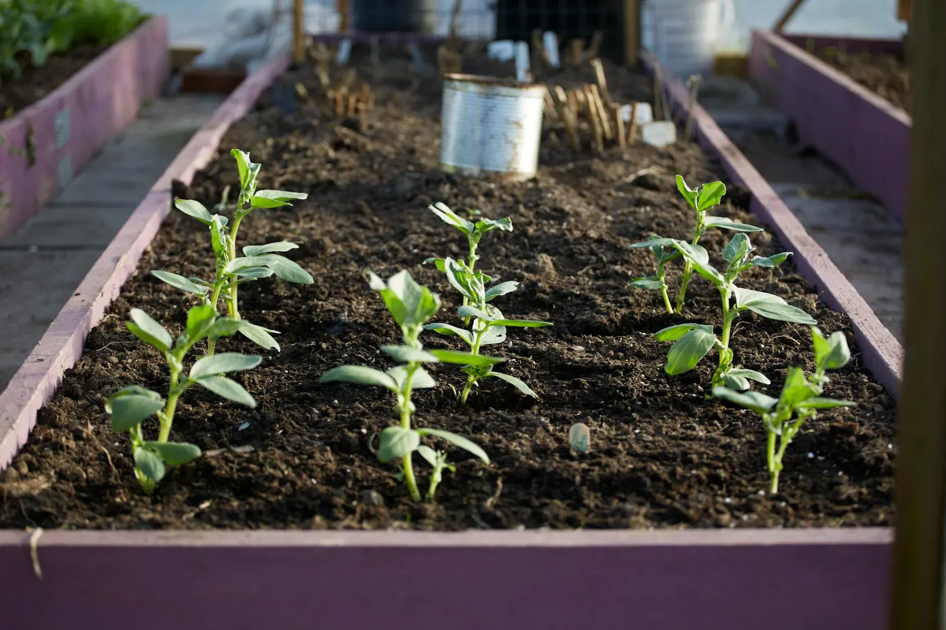 Young seedling plants with green leaves grow in dark soil inside a purple-bordered raised bed garden box.