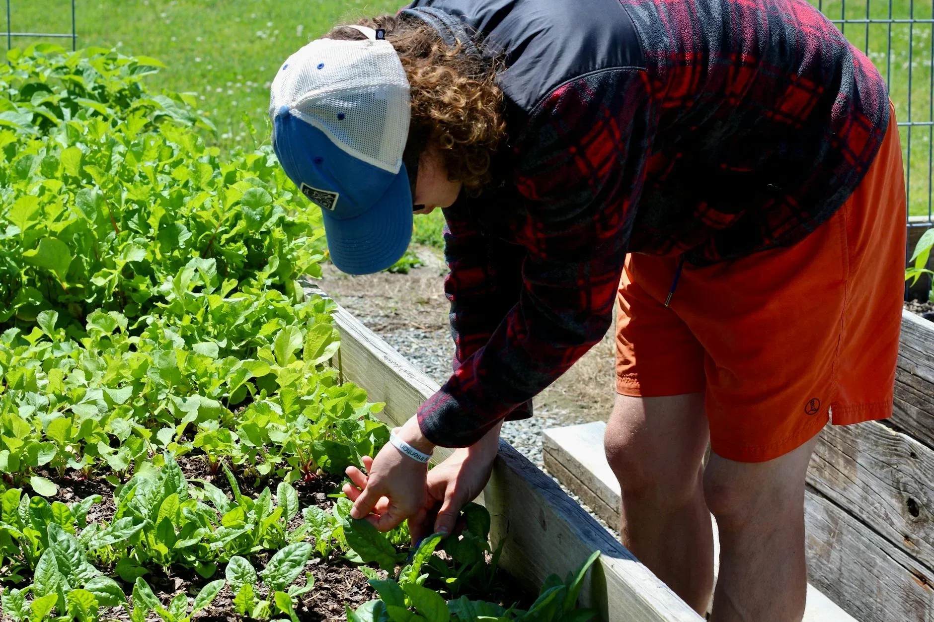 Child in blue cap bends over wooden raised garden bed filled with leafy green vegetables, reaching toward plants while standing on wooden deck.