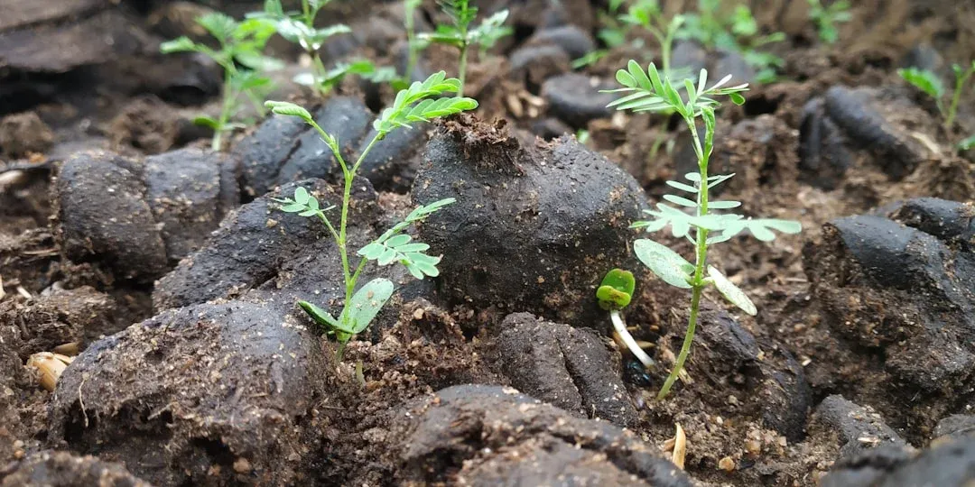 Young seedlings with feathery green leaves emerge from dark soil studded with rocks and organic matter.